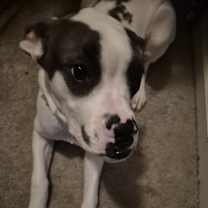 Thumbnail photo of Loyalty #4