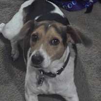 Thumbnail photo of Blue #4