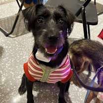 Thumbnail photo of Mousse #2