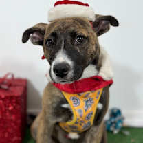 Thumbnail photo of Cocoa #1