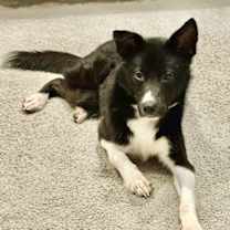 Thumbnail photo of Peeta #3