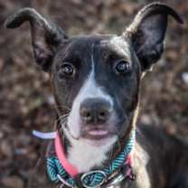 Thumbnail photo of Estell #1