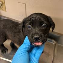 Thumbnail photo of Salem #2