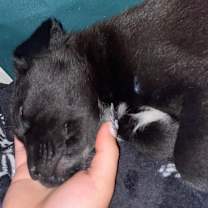 Thumbnail photo of Salem #3