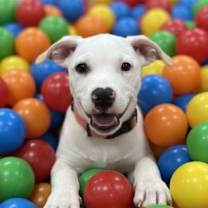 Thumbnail photo of Patty #4