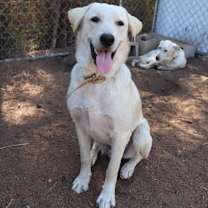 Thumbnail photo of Donner #3