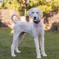 Thumbnail photo of Gigi the poodle #3