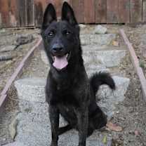 Thumbnail photo of Diesel #1