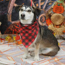 Thumbnail photo of Thor #1