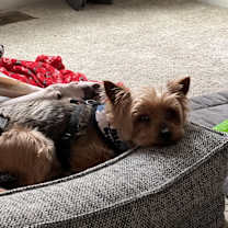 Thumbnail photo of Cleo #2