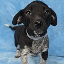 Thumbnail photo of Indra #3