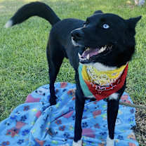 Thumbnail photo of Bear border collie #1