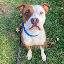 Thumbnail photo of Rooster #1