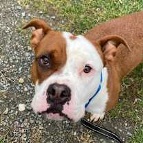 Thumbnail photo of Rooster #2