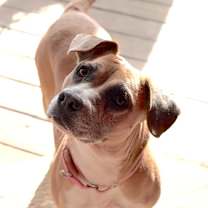 Thumbnail photo of Chocolate #3