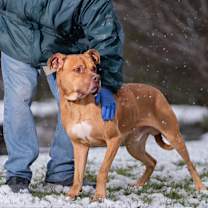 Thumbnail photo of Naveen #3