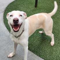 Thumbnail photo of Harley #1