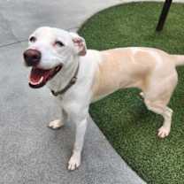 Thumbnail photo of Harley #2