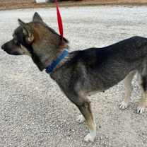 Thumbnail photo of Sade #2