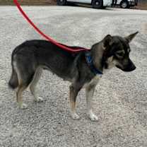 Thumbnail photo of Sade #3