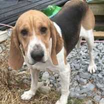 Thumbnail photo of CODY #1