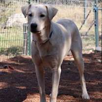 Thumbnail photo of Blitzen #4