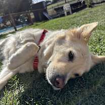 Thumbnail photo of Joey #2