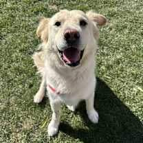 Thumbnail photo of Joey #1