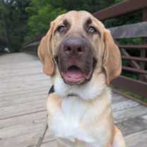 Thumbnail photo of Waddles #3