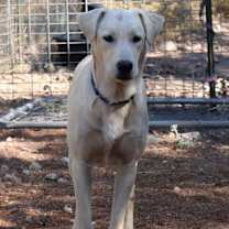 Thumbnail photo of Blitzen #2