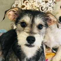 Thumbnail photo of Mokka #1