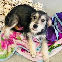 Thumbnail photo of Mokka #4