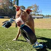 Thumbnail photo of Aspen #1