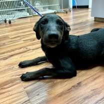 Thumbnail photo of Bonnie #2