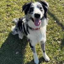 Thumbnail photo of Dutch #1