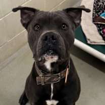 Thumbnail photo of Adrik #2