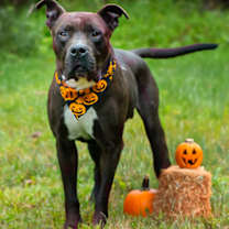 Thumbnail photo of Elway #2