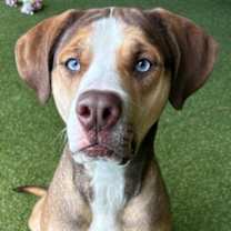 Thumbnail photo of Hunny #1