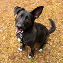 Thumbnail photo of Minnie #1