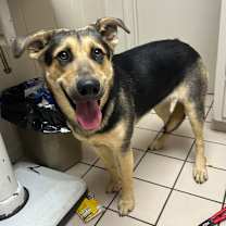 Thumbnail photo of Mantis #4