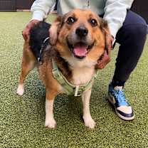 Thumbnail photo of Bowtie #3