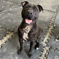 Thumbnail photo of Stitch #3