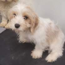 Thumbnail photo of CAVACHON #2