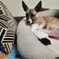 Thumbnail photo of MagGuyver #2