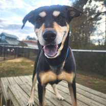 Thumbnail photo of Jackal #1