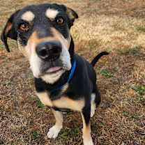 Thumbnail photo of Jackal #2