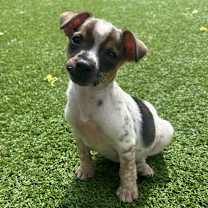 Thumbnail photo of Arrow #3