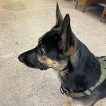 Thumbnail photo of Captain Jack Sparrow #4