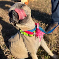 Thumbnail photo of Panchita #3