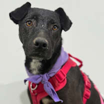 Thumbnail photo of Inca #3